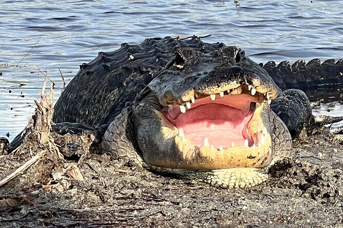 2.0 HR Private Guided Airboat Tour in Everglades, Fort Lauderdale - The Party-Only Setup That Makes This Tour Feel Different
