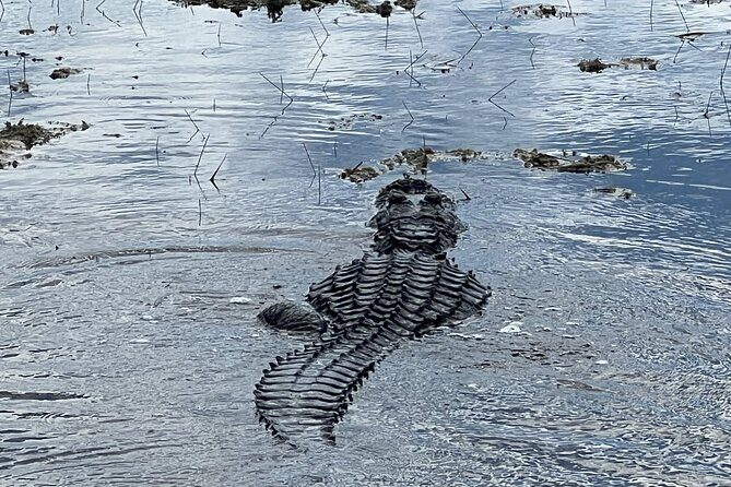 2.0 HR Private Guided Airboat Tour in Everglades, Fort Lauderdale - How the Captain-Led Scanning Works (and Why Gators Are the Star)