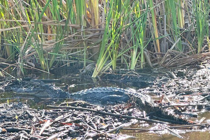 2 Hour Exclusive Everglades Airboat Safari - The airboat ride itself: safety first, then pure Florida chaos