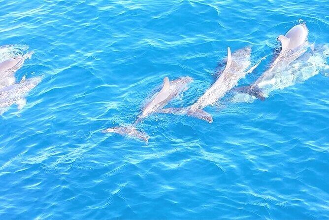 6-Hour Sailing Charter from Fort Lauderdale - Port Everglades: cruise-ship scale from the water