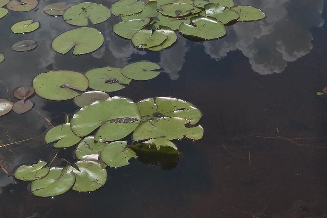 Air Boat Tour of Palm Beach in The Swamp Monster - Why an Everglades Airboat With the Swamp Monster Feels Worth It