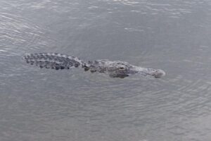 Air Boat Tour of Palm Beach in The Swamp Monster - How the 90 Minutes Work on the Water