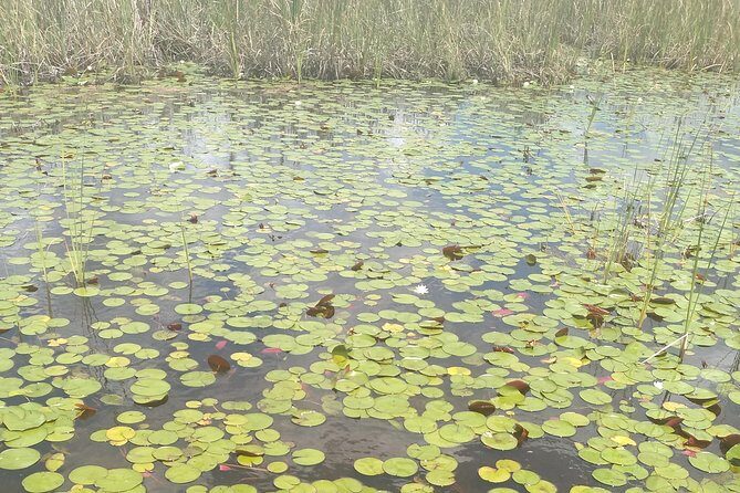 Air Boat Tour of Palm Beach in The Swamp Monster - Who Should Book This Everglades Airboat Tour?