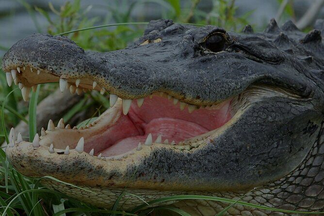 Airboat Rides Florida Everglades Captain Wayne - Key Things That Make This Airboat Ride Worth Your Time