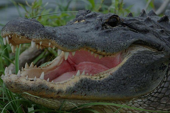 Airboat Rides Florida Everglades Captain Wayne - Small Group Size, Attention to Your Spotting Chances, and Captain Wayne’s Style
