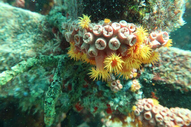 Atlantic Ocean Snorkeling Experience - Key highlights to know before you go