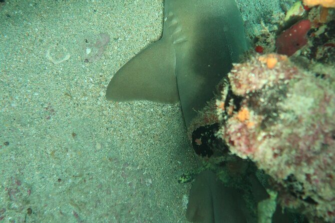 Atlantic Ocean Snorkeling Experience - A Private Atlantic Reef Snorkel in Lauderdale-By-The-Sea