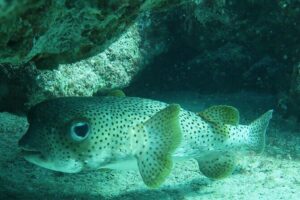 Atlantic Ocean Snorkeling Experience - From 9:00 AM to the Waterline: What the timeline feels like
