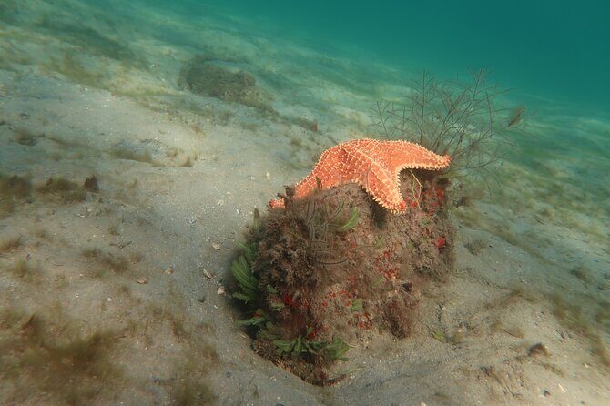Atlantic Ocean Snorkeling Experience - Marine life chances: what you’re actually looking for