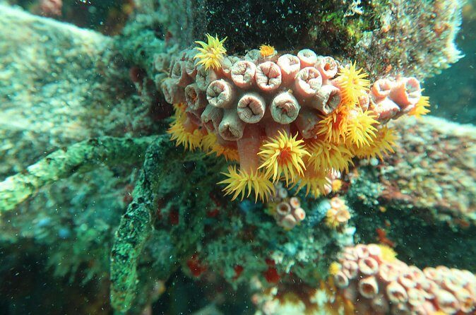 Atlantic Ocean Snorkeling Experience - Why the guide makes or breaks your snorkel day