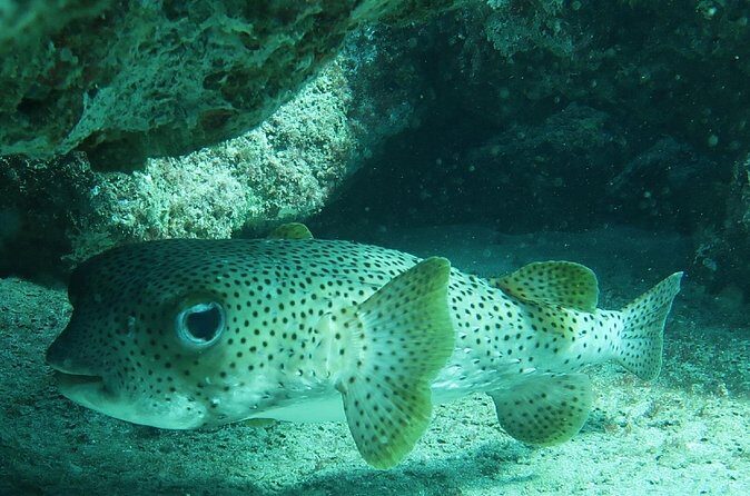 Atlantic Ocean Snorkeling Experience - Gear included: what’s provided and how to use it well