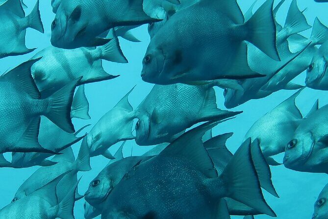 Atlantic Ocean Snorkeling Experience - Timing and weather: planning the rest of your day