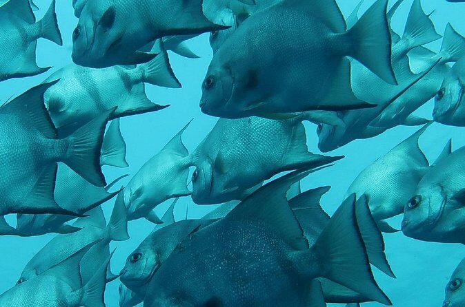 Atlantic Ocean Snorkeling Experience - Price and value: is $79 fair for 90 minutes?