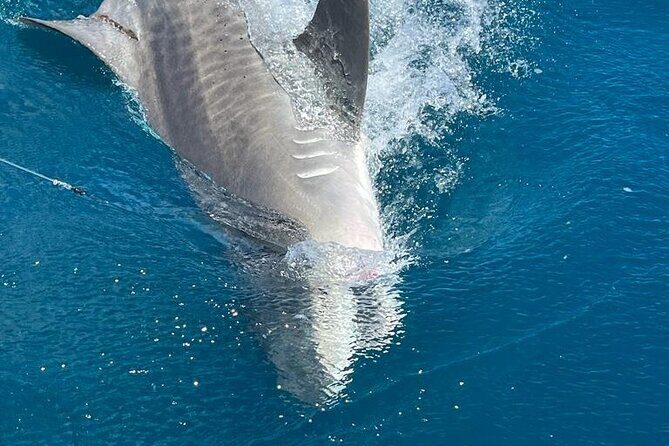 Deep sea fishing charters in Fort Lauderdale aboard 52' Hatteras - What You’ll Do With Your Catch (Fillets, Not Just Photos)