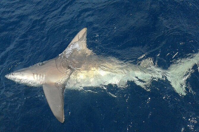 Deep sea fishing charters in Fort Lauderdale aboard 52' Hatteras - Who This Fort Lauderdale Charter Fits Best