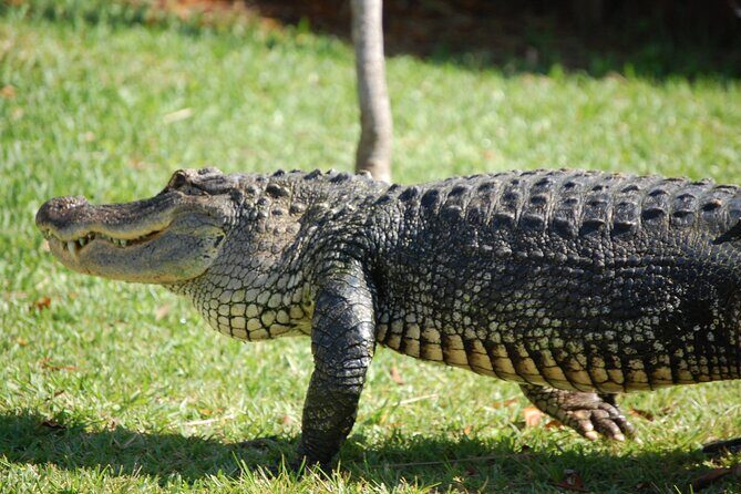 Everglades Admission Ticket with Airboat Ride and Wildlife Show - Key things to know before you go