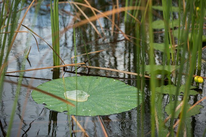Everglades Admission Ticket with Airboat Ride and Wildlife Show - Loud engines and swamp smells: the one drawback you should plan for