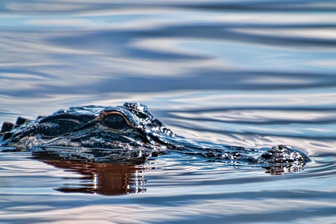 Everglades Admission Ticket with Airboat Ride and Wildlife Show - How this tour fits families, couples, and first-time Everglades visitors