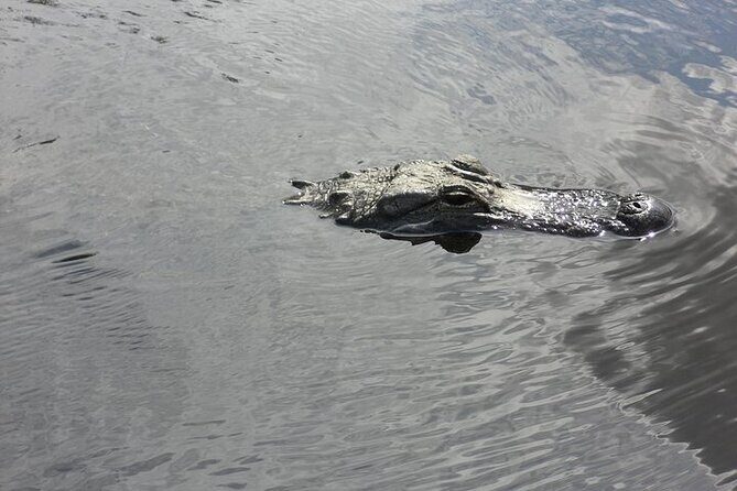Everglades Airboat Tour from Fort Lauderdale with transportation - Half-Day Everglades Airboat Tour: Why It Works from Fort Lauderdale