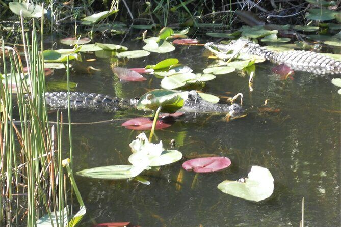Everglades Airboat Tour from Fort Lauderdale with transportation - After the Ride: The Live Alligator Presentation and Learning Time