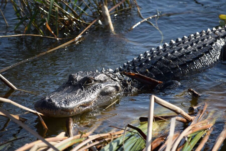 Everglades Day Safari from Fort Lauderdale - Key details that make this Everglades day tour different