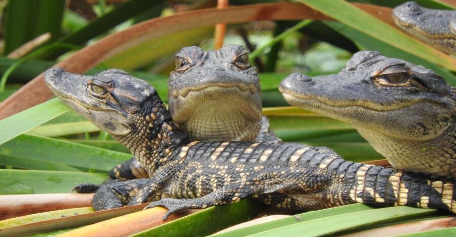 Everglades Day Safari from Fort Lauderdale - Why this Everglades Day Safari feels like a full ecosystem tour