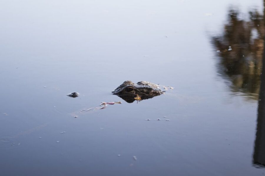 Everglades Day Safari from Fort Lauderdale - The River-of-Grass airboat: fast views and real animal odds