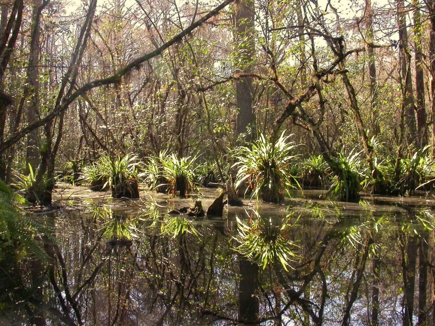 Everglades Day Safari from Fort Lauderdale - Big Cypress National Preserve: cypress swamps, plants, and the best “look longer” moments