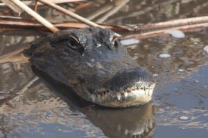 Everglades Day Safari from Ft Lauderdale - Airboat time over sawgrass and pond apple country