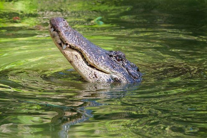 Everglades Day Safari from Ft Lauderdale - Lunch at Island Café: included meal with alligator appetizers