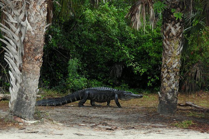 Everglades Day Safari from Ft Lauderdale - Logistics that affect your day (and how to handle them)