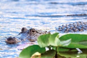 Everglades Holiday Park Airboat Tours & Rides - How the airboat timing really works (and why you should arrive early)