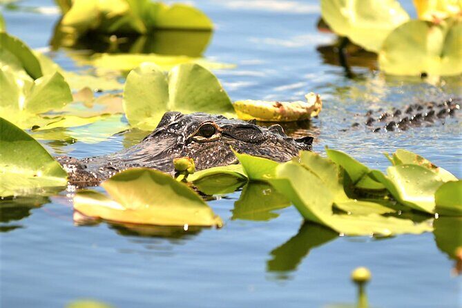 Everglades Holiday Park Airboat Tours & Rides - Wildlife viewing: alligators, birds, and the stuff you can’t plan