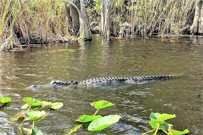 Everglades Holiday Park Airboat Tours & Rides - What you pass on the way back: conservation talk and a more meaningful ride