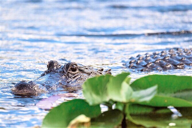 Everglades Holiday Park Airboat Tours & Rides - How the airboat timing really works (and why you should arrive early)