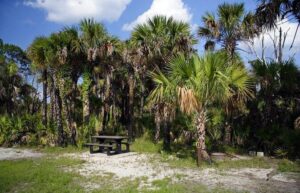 Everglades National Park Biologist Led Adventure: Cruise, Hike + Airboat - River of Grass Airboat: Up Close With Alligators and True Sawgrass Country