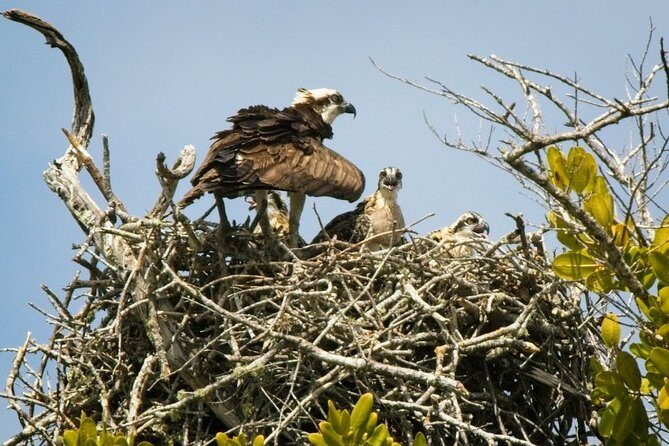 Everglades National Park Biologist Led Adventure: Cruise, Hike + Airboat - Smallwood Store and Chokoloskee Lunch: Old Trade Routes and Fresh Food