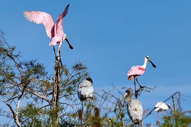 Everglades National Park Biologist Led Adventure: Cruise, Hike + Airboat - Ten Thousand Islands Cruise: Dolphins, Manatees, and Birds on the Move