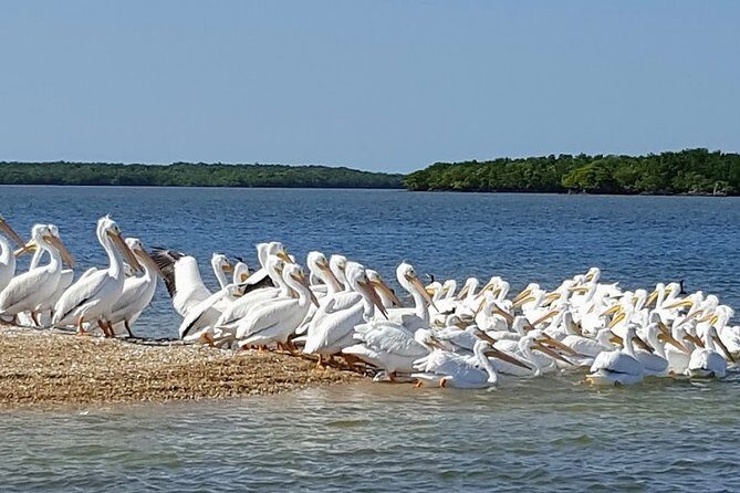 Everglades National Park Biologist Led Adventure: Cruise, Hike + Airboat - What Makes This Tour Good Value at $295