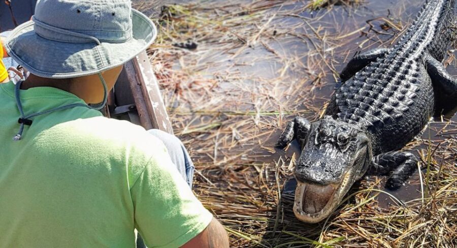 Everglades: Sawgrass Park Airboat Adventure Package - How the park’s reptile exhibits teach you what you’re seeing