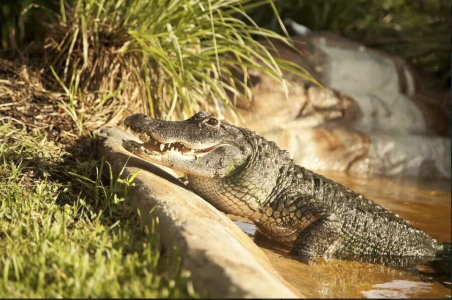 Everglades: Sawgrass Park Airboat Adventure Package - Meet a baby alligator: the photo moment you should plan for