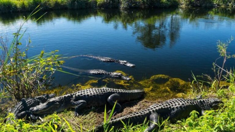 Everglades: Sawgrass Park Airboat Adventure Package - The 40-minute airboat ride: close wildlife, strong wind, real speed