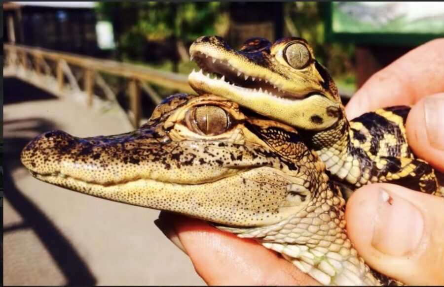Everglades: Sawgrass Park Airboat Adventure Package - Timing, what to bring, and how to make the day flow