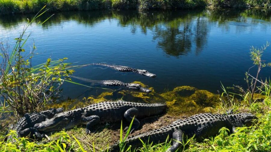 Everglades: Sawgrass Park Airboat Adventure Package - The 40-minute airboat ride: close wildlife, strong wind, real speed