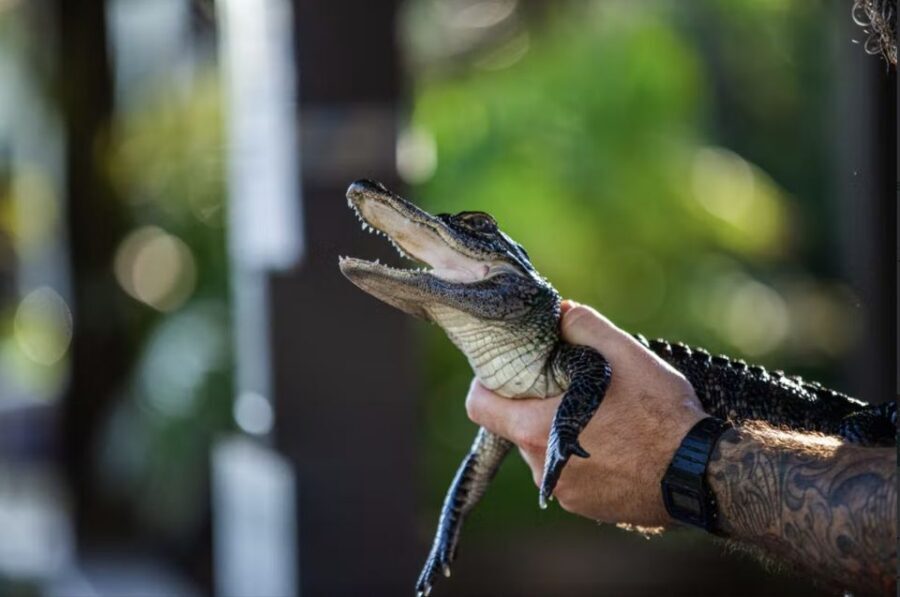 Everglades: Sawgrass Park Reptile Exhibit Private Tour - Pricing for $30: what you’re paying for (and what makes it worth it)