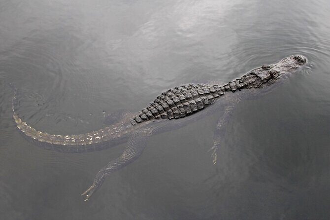 Everglades Small Group Express from Fort Lauderdale +Airboat Ride - Fort Lauderdale-to-Sawgrass: the express drive that saves your morning