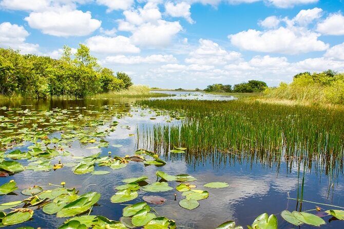 Everglades Small Group Express from Fort Lauderdale +Airboat Ride - Airboat ride: glide across the water and scan for alligators