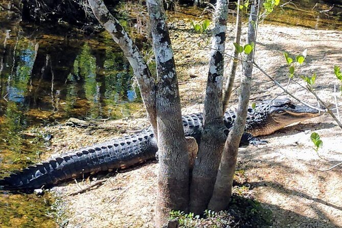 Everglades Tour w/ Biologist Led WET walk + 2 Boat Trips + Lunch! - Lunch in Everglades City: practical fuel, not an afterthought