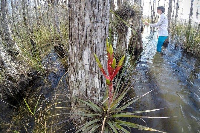 Everglades Tour w/ Biologist Led WET walk + 2 Boat Trips + Lunch! - Miccosukee Indian Village airboat stops: fast water, slow learning