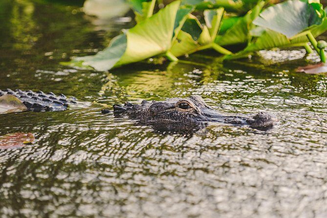 Everglades VIP Airboat Tour with Transportation Included - Everglades Holiday Park: The Structure Behind the Magic